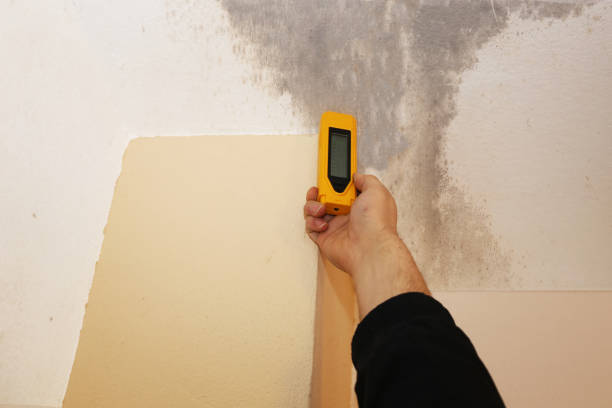 Best Post-Construction Mold Inspection  in Ashford, AL