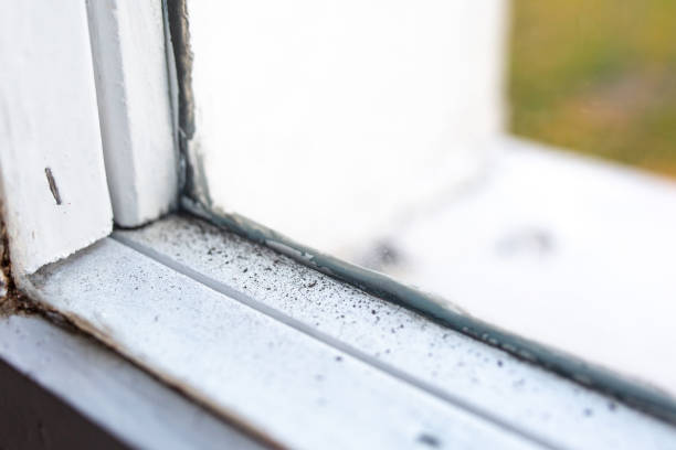Best Mold Documentation for Insurance Claims  in Ashford, AL