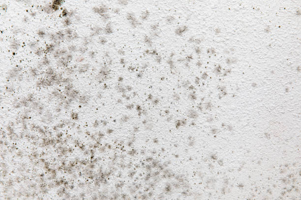 Best Residential Mold Inspection & Testing  in Ashford, AL